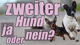 Mehrhundehaltung  Zweithund ja oder nein Hundetrainer Steve Kaye [upl. by Elson]