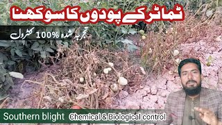 Chemical and Biological Treatment of Tomato Southern Blight Tomato🍅 Disease Management [upl. by Einobe]