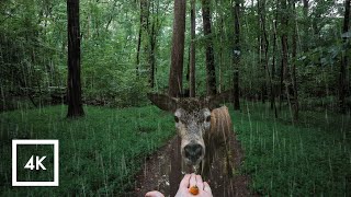 Relaxing Lush Forest Thunderstorm Walking in the Rain ASMR Nature Sounds for Sleep [upl. by Ramaj]