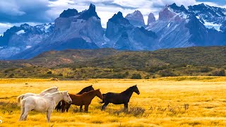 Beautiful Relaxing Music Peaceful Soothing Instrumental Music quotHorses of the Mt Realmsquot Tim Janis [upl. by Mitchael]