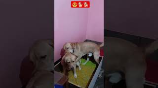 doglover shortvideo viralvideo shorts labrador [upl. by Gnes]