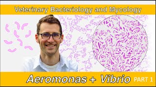 Aeromonas Plesiomonas and Vibrio Part 1  Veterinary Bacteriology and Mycology [upl. by Viddah]