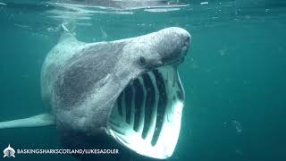 Feeding Basking Shark [upl. by Senilec297]