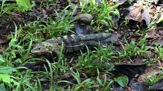 Costa Rican spiny tailed iguana [upl. by Learsi]