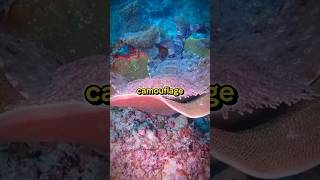 Wobbegong Shark The MASTER of Camouflage in the Ocean [upl. by Edin]