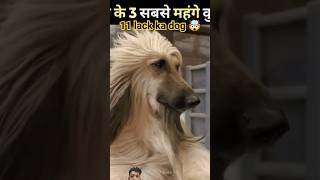 11 lack ka dog top 3 most expensive dogs [upl. by Almund]