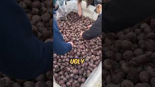 What is ‘Ugly Potato Day’ potatoes [upl. by Eliam]