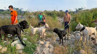 Cane Corso frente a Dogo Argentino Doberman Rottweiler Pastor alemán  ESPECIAL 100K 🔥 [upl. by Lorine]