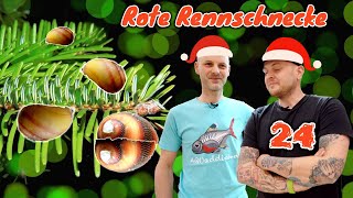 Die Rote Rennschnecke  Neritina Vittina waigiensis  Weihnachtsspezial und letztes Türchen 24 [upl. by Dranal33]