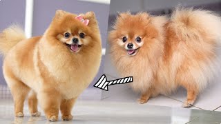 POMERANIAN  FIRST GROOMING HAIRCUT WITH SCISSOR [upl. by Yotal965]