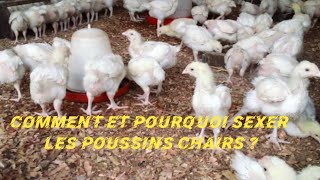 comment et pourquoi sexer les poussins chair  élevage de poulets [upl. by Tat]