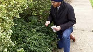 Helleri Japanese holly Ilex crenata Helleri  Plant Identification [upl. by Waylan]