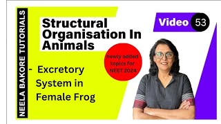 Excretory system in Female Frog  NEET 2024  Neela Bakore Tutorials [upl. by Alissa]