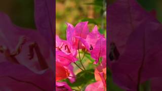 🌿Simple method of propagating bougainvillea tree from cuttings gardening shorts bougainvillea [upl. by Suiremed]