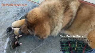 Caucasian Shepherds Newborn Puppies  Day One [upl. by Siuraj]