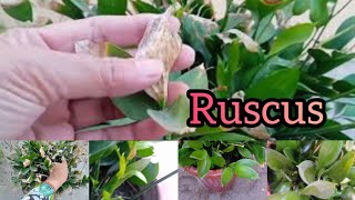 Ruscus Plants Pruning and Care before departing and new propagation [upl. by Lirpa118]