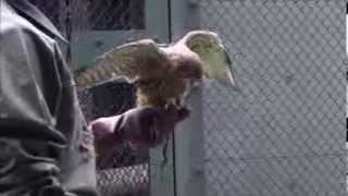 チョウゲンボウのそらちゃんの訓練 Training of SORA the Kestrel [upl. by Alih]