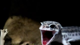 Screaming Gecko [upl. by Ginzburg]