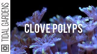 Care Tips for Clove Polyps [upl. by Lindsay]