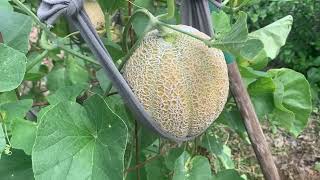 How to tell when your cantaloupes are ready for harvest [upl. by Brause]