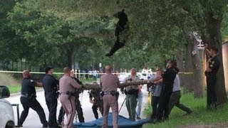 Bear falls from tree after being tranquilized [upl. by Grannias323]