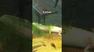 Axolotl axolotl amphibia amphibien tiere zoo zootiere shortvideo shorts aquarium [upl. by Anglo]