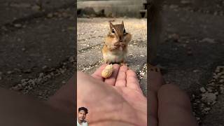 chipmunk squirrel animals cute nature cutecatandpuppyworld funnypets funny kittten [upl. by Clary]