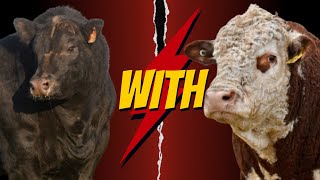 Aberdeen Angus vs Hereford The Ultimate Cattle Cross for Livestock Success [upl. by Selinda913]