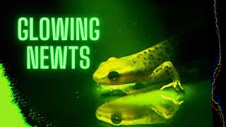 Glowing Eastern Newts Biofluorescence in Amphibians [upl. by Vachell]