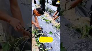 Cách trồng khoai lang siêu đỉnh farming farmer farmer [upl. by Ytsirc]