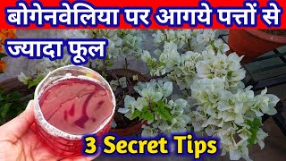 Bougainvillea Plant FertilizerBougainvillea plant care amp how to growGrowing tipsबोगेनवेलिया फूल [upl. by Yoccm445]