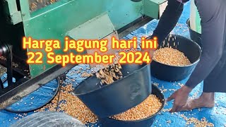 HARGA JAGUNG HARI INI [upl. by Rosanna704]