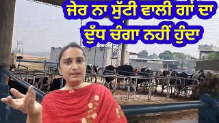 ROP wali cow ka milk peena chahiye k nhi [upl. by Mairim576]