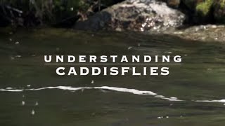 Understanding Caddisflies with Tom Rosenbauer [upl. by Aikkan]