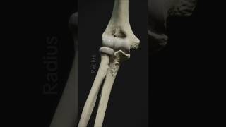 Elbow Joint Anatomy youtubeshorts ytshorts youtube bones anime [upl. by Laamaj]