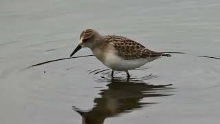 Semipalmated sandpiper on the hunt [upl. by Otnas]