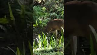 Colombian blacktailed deer Odocoileus hemionus columbianus a native subspecies of the Mule deer [upl. by Cuttie]