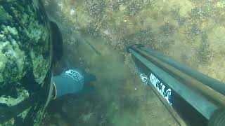 Uk spearfishing with a dogfish Teignmouth [upl. by Francesco972]