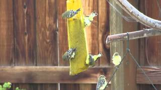 Birds feeding on Home Depot Nyjer Seed [upl. by Clarissa699]