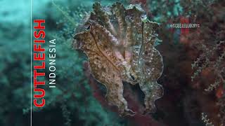 Stunning Cuttlefish Color Transformation  Indonesia [upl. by Doug]