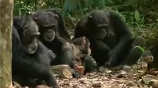 Chimpanzees Sophisticated Use of Tools  BBC Studios [upl. by Kcirted]