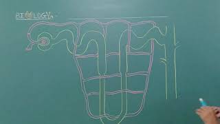 How to draw uriniferous tubule  Structure of Nephron  Easy steps  NEET NCERT Dr Vaibhav Awasthi [upl. by Eimaj]