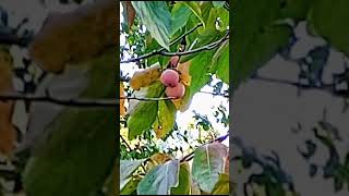 89😲Diospyros kaki 🏵️ playlist grădini înflorite 310 video [upl. by Atwahs531]