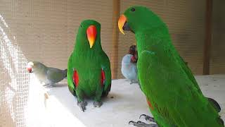 Eclectus parrot talking [upl. by Figueroa]