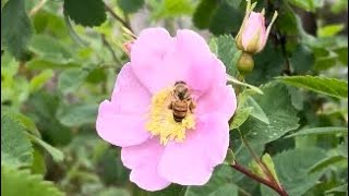 Rosa californica native California rose blooms beginning in late spring lasting till its cold [upl. by Eninahs]