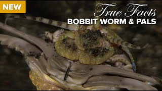 True Facts Bobbit Worm and Polychaete Pals [upl. by Conall]