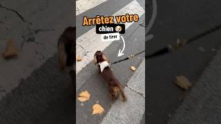 ✅ Pratiquez cet exercice pour améliorer votre promenade 🐶educateurcanin chien educationchien [upl. by Flight]