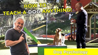 HOW TO TEACH A DOG ANYTHING With Cesar Millan [upl. by Allemrac]