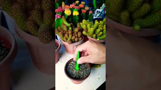 Mammillaria elongata Succulent plant succulents plants cactus propagation homegarden tips [upl. by Roosnam]