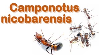 Ant care species guide 9  Camponotus nicobarensis [upl. by Boyer249]